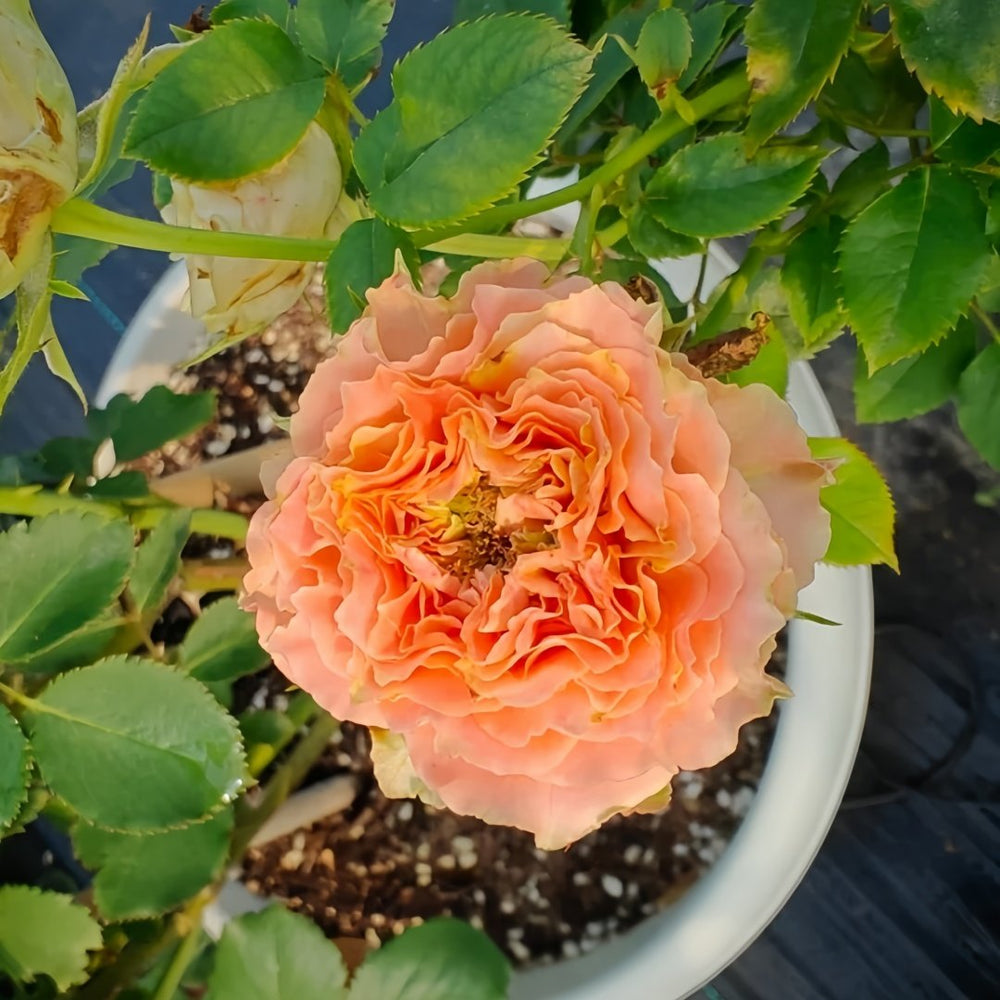 Country Spirit Louise Rose Plant｜乡村路易斯 image 7