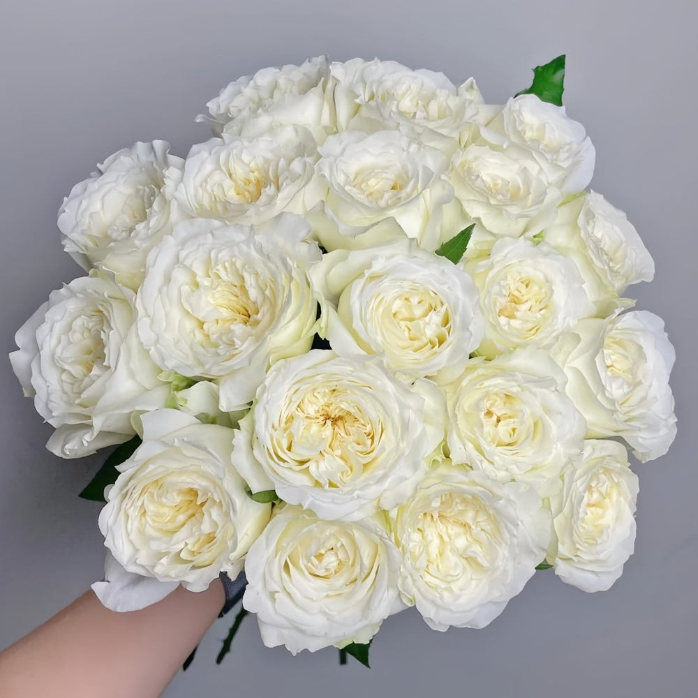 Nozari Rose Plant｜诺莎莉 image 1