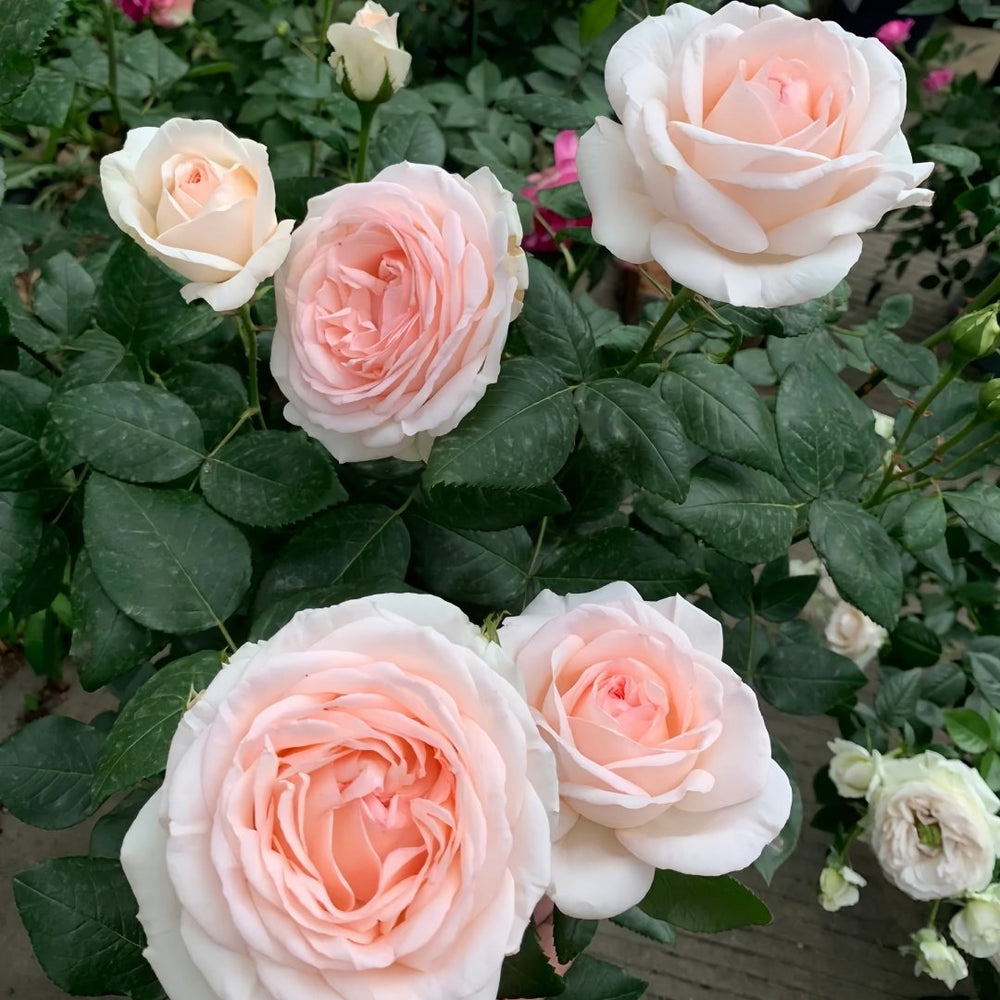Gruaud Larose Rose Plant｜香槟美酒 image 6