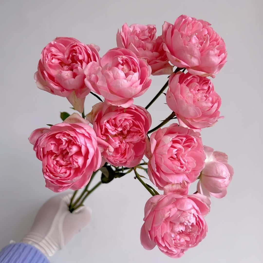 Midnight Seven Star Rose Plant｜午夜七星 image 5