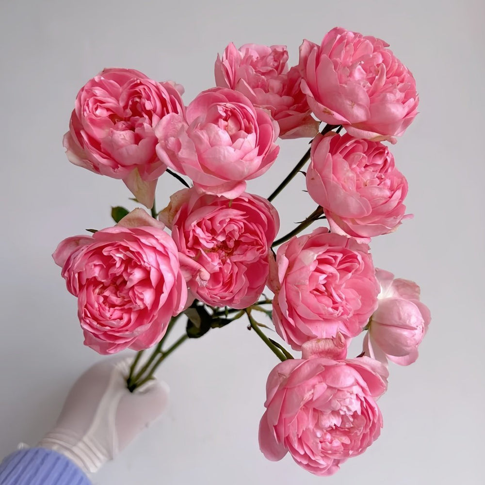 Midnight Seven Star Rose Plant｜午夜七星 image 5
