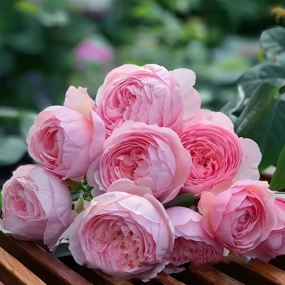 Geoff Hamilton Rose Plant｜杰夫汉密尔顿 image 9