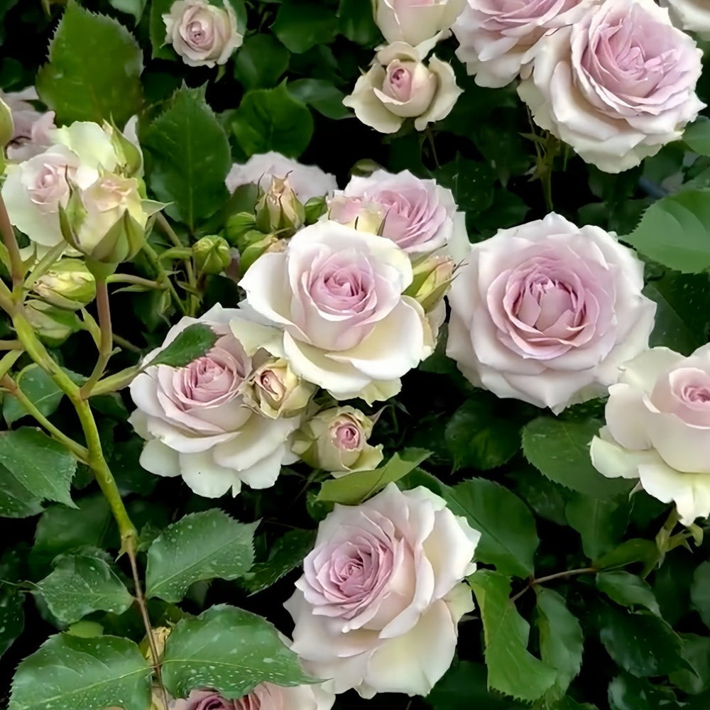 Silver Rain Rose Plant|银雨 image 5