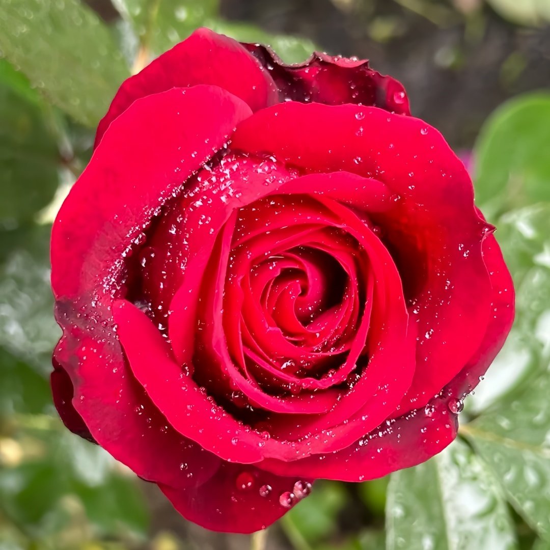 Admiral Rose Plant｜海军上将 image 1