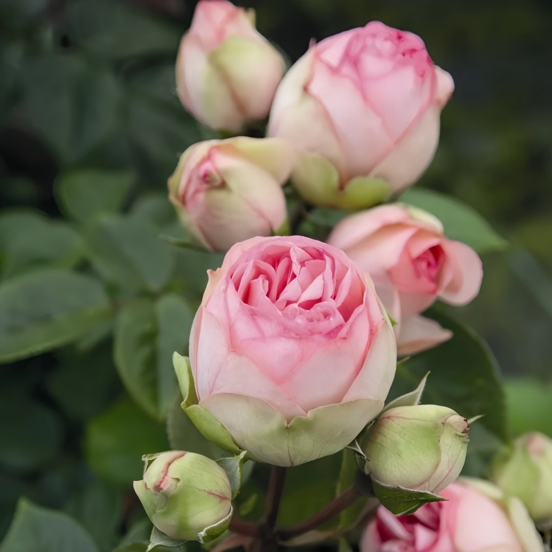 Charming Piano Rose Plant | 妩媚钢琴 image 6