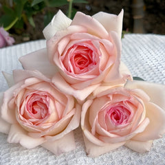 Gruaud Larose Rose Plant｜香槟美酒 image 3