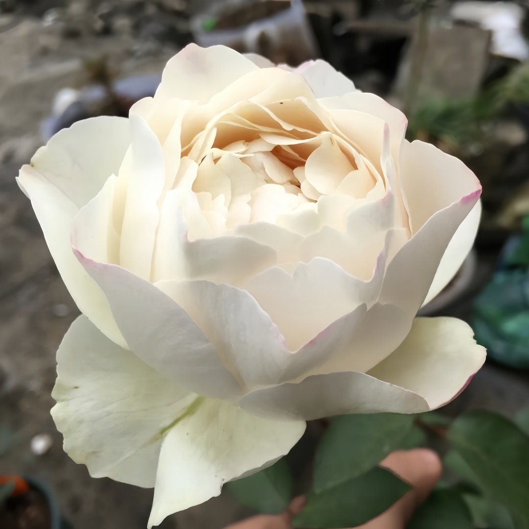 Yves Cullum Rose Plant｜伊芙卡勒姆 image 4