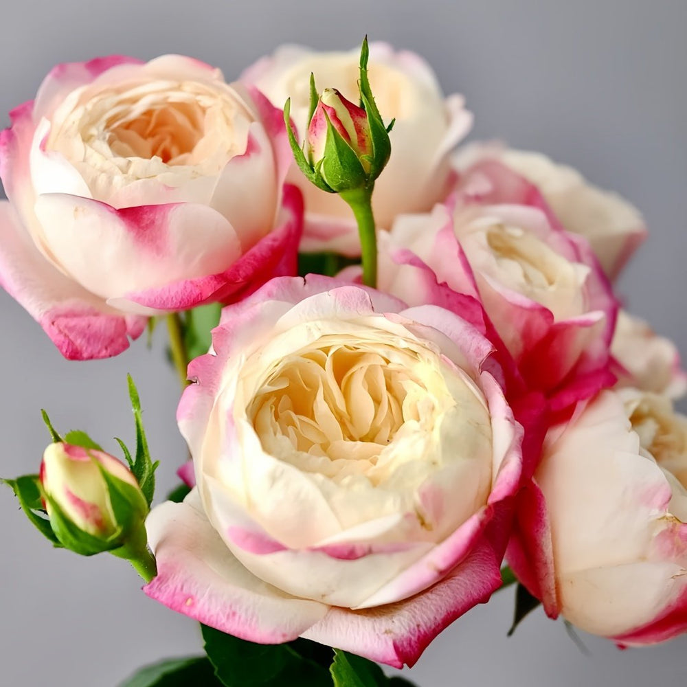Japanese Mon Amour Rose Plant｜和室 image 1