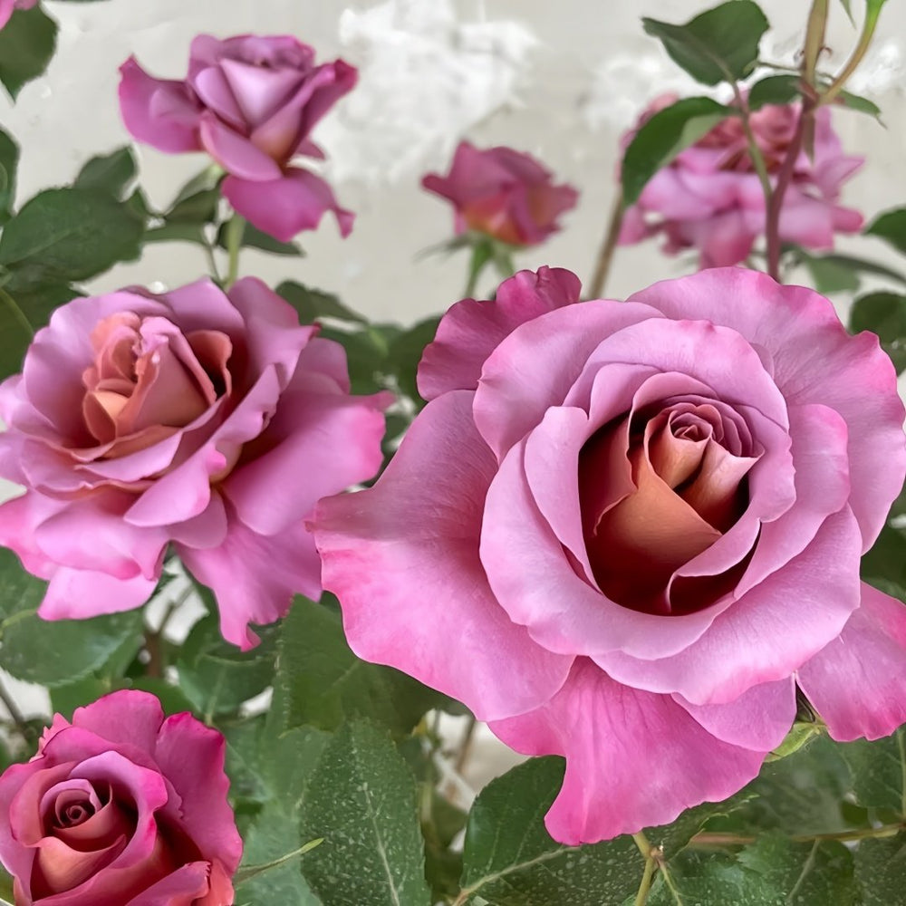 Drape Rose Plant｜帷幕 image 7