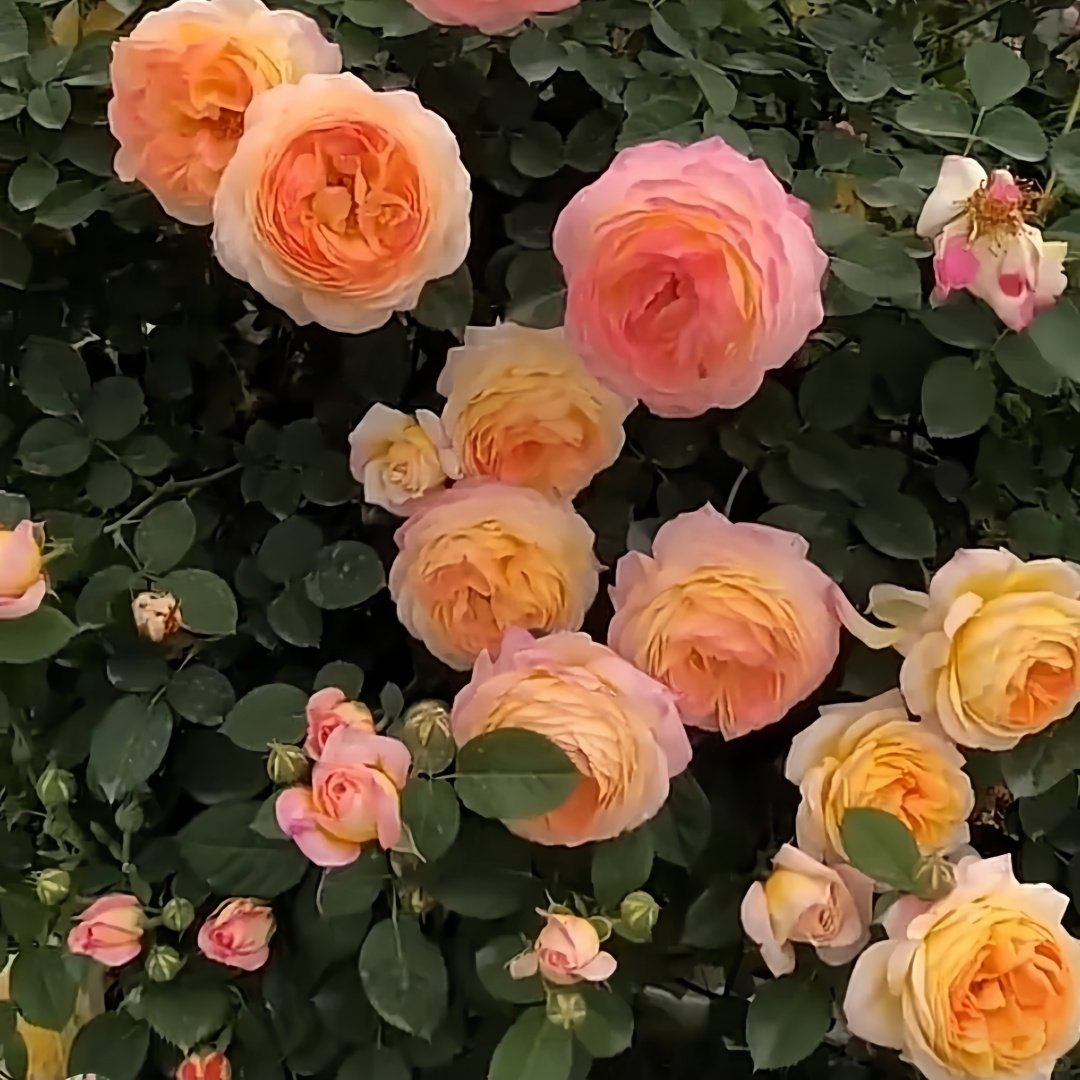 Rosomane Janon Rose Plant | 罗曼尼詹森 image 9