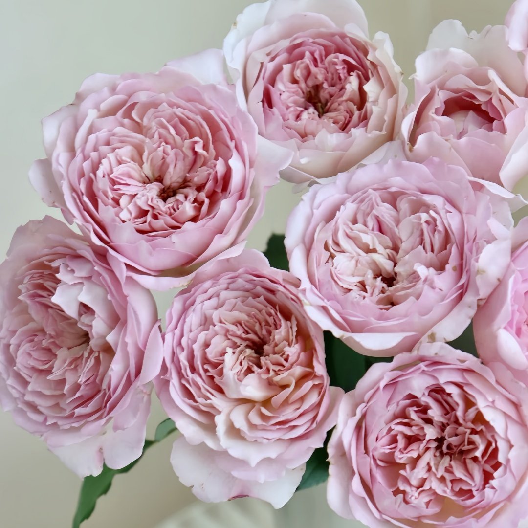 Sucre Rose Plant|砂糖 image 6