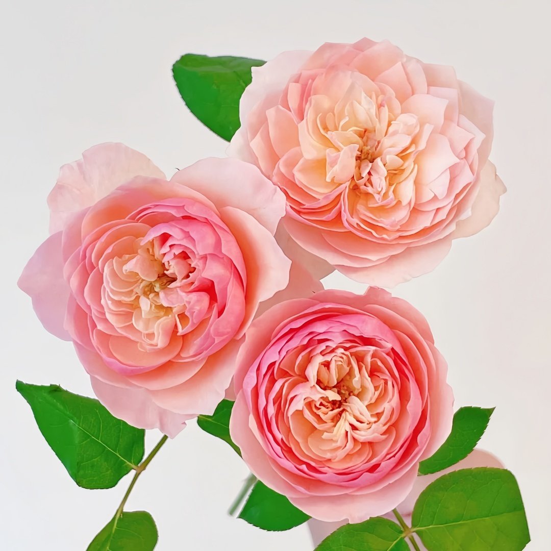 Romeo Rose Plant｜罗密欧 image 4