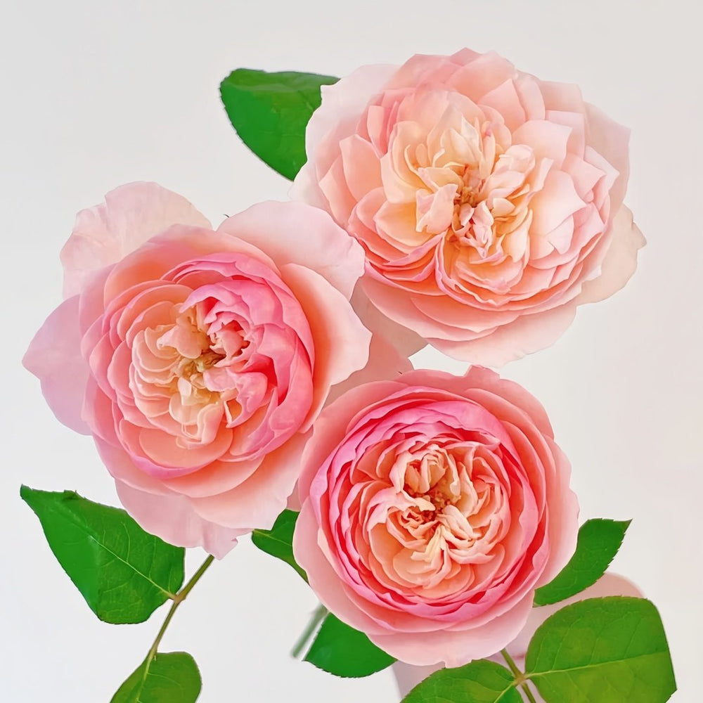 Romeo Rose Plant｜罗密欧 image 4