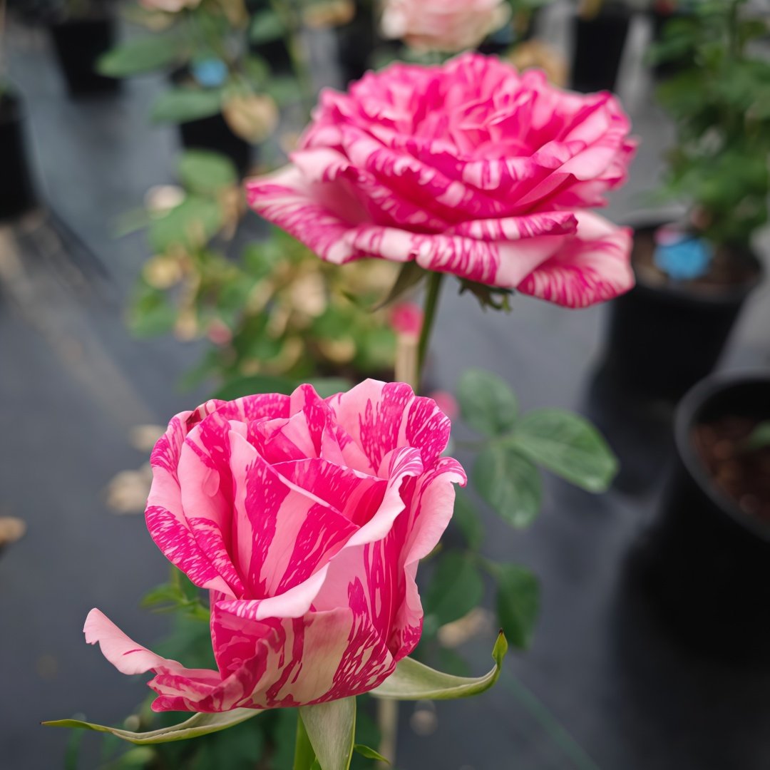 Pink Intuition Rose Plant｜粉色直觉 image 7