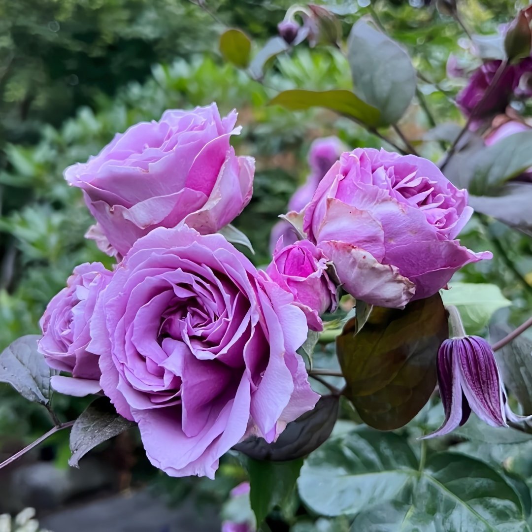 Quick Silver Rose Plant|快银 image 8