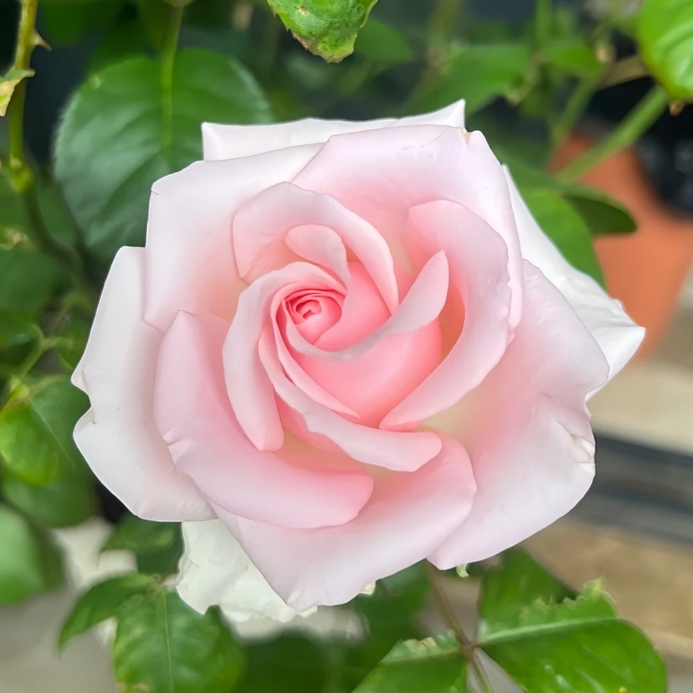 Sweet Revival Rose Plant|甜蜜苏醒 image 2