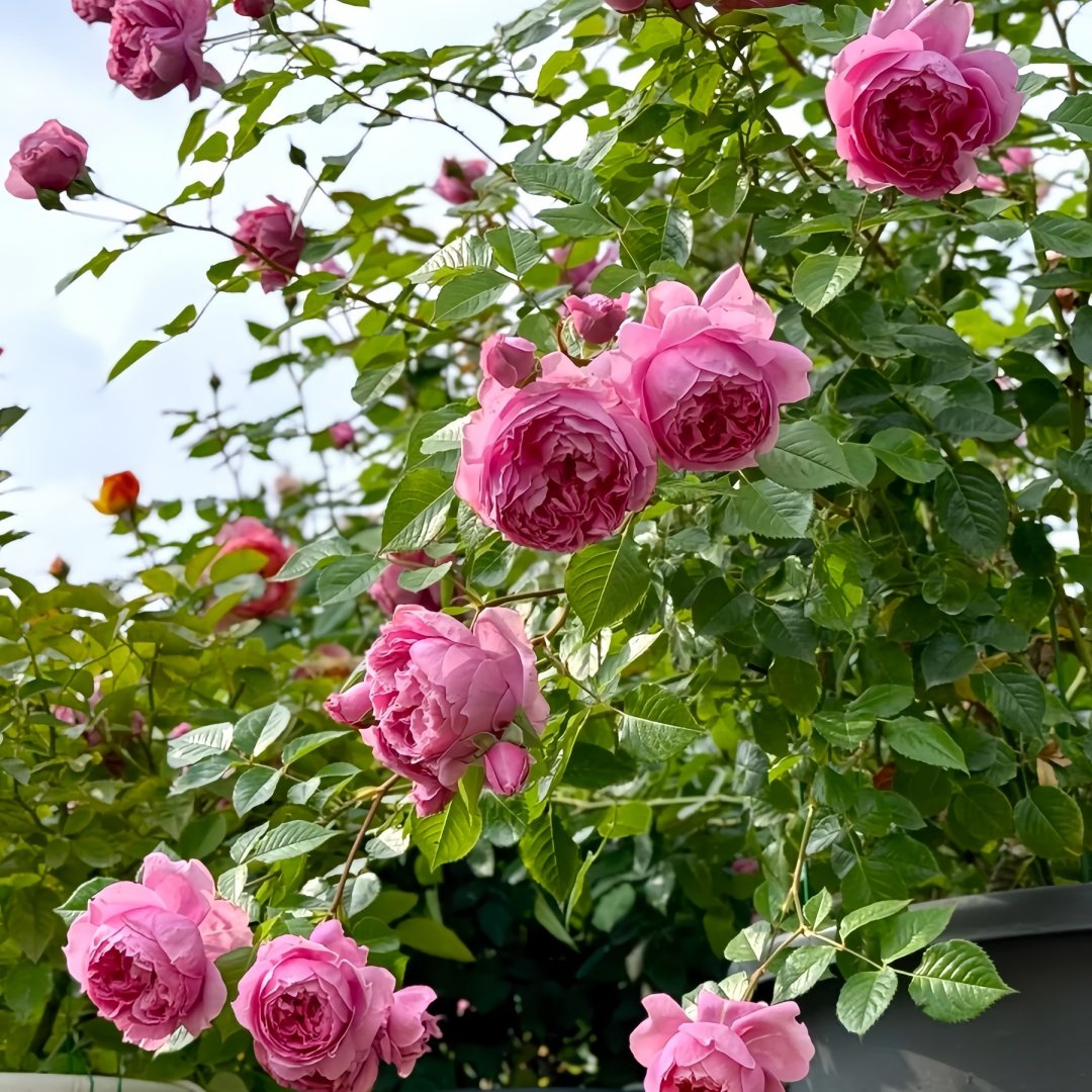 Prima Vista Rose Plant｜初见 image 8