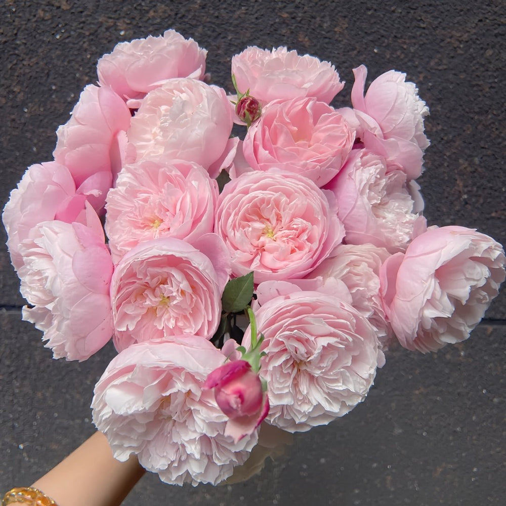 Plume Rose Plant｜羽毛 image 3