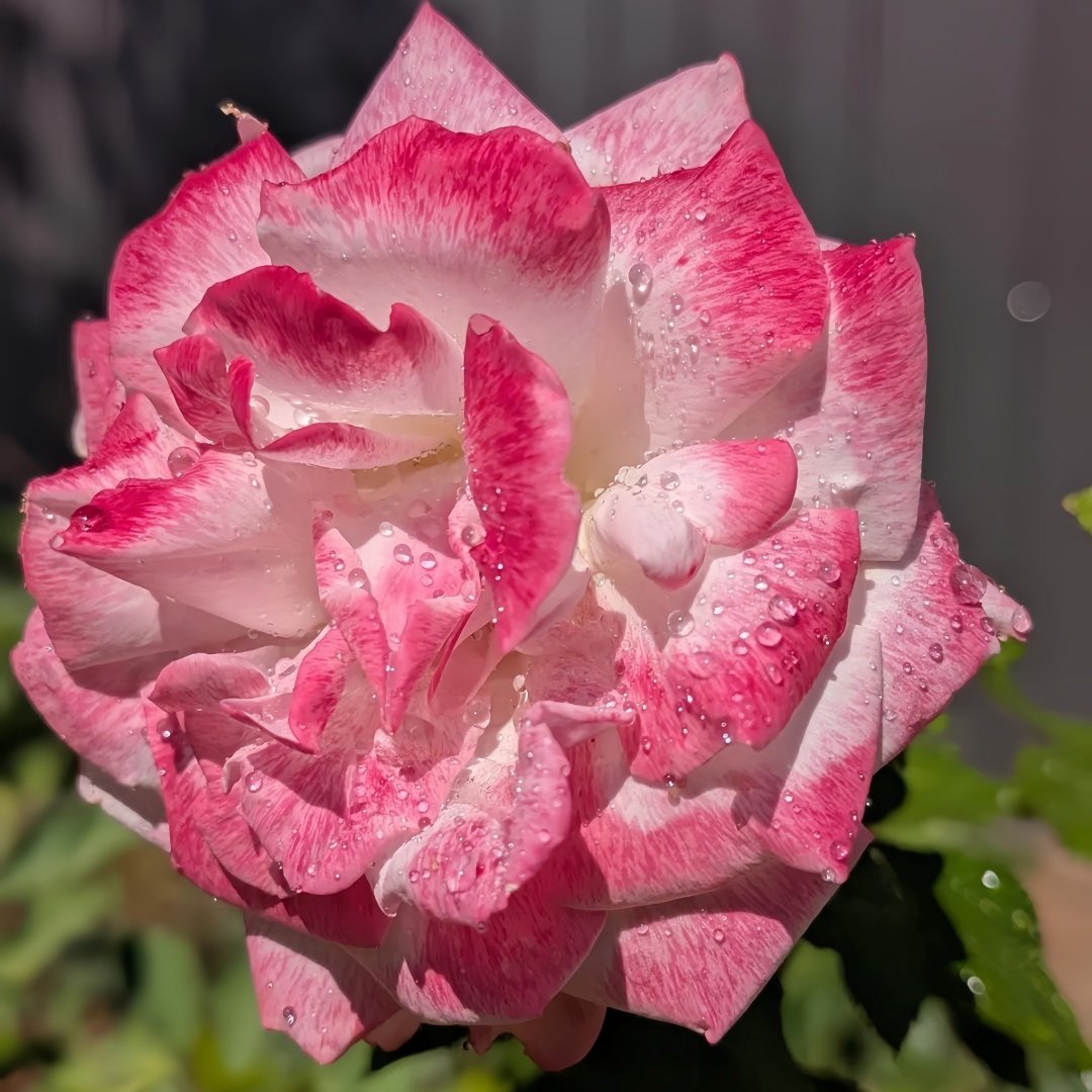 MEIvanae Rose Plant｜里昂优雅 image 5