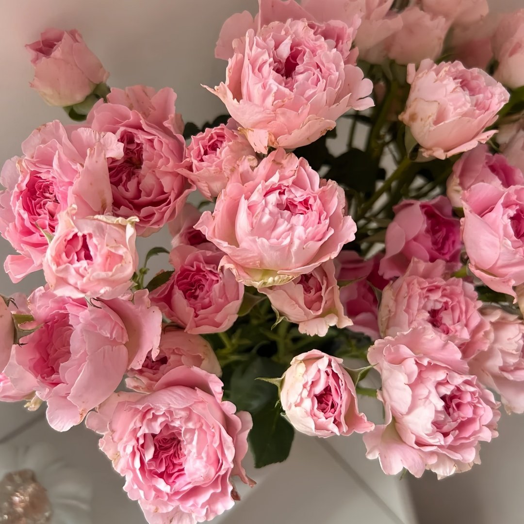 Princess Lace Rose Plant | 公主蕾丝 image 5