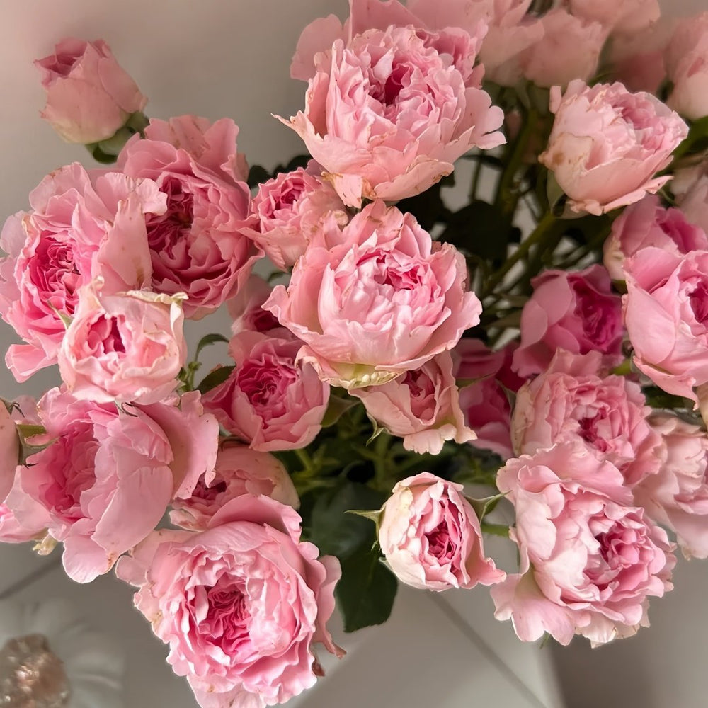 Princess Lace Rose Plant | 公主蕾丝 image 5