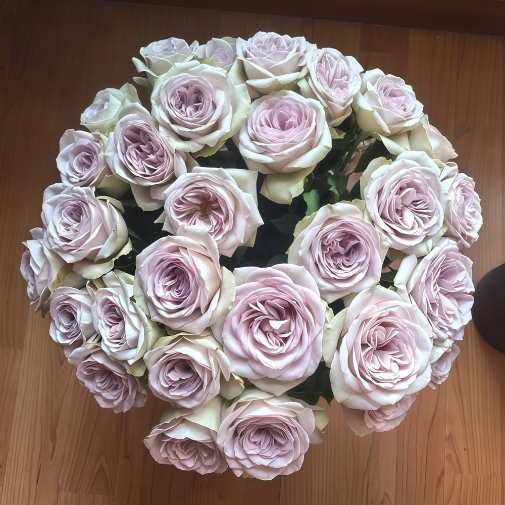Notre Dame Rose Plant|巴黎圣母院 image 5