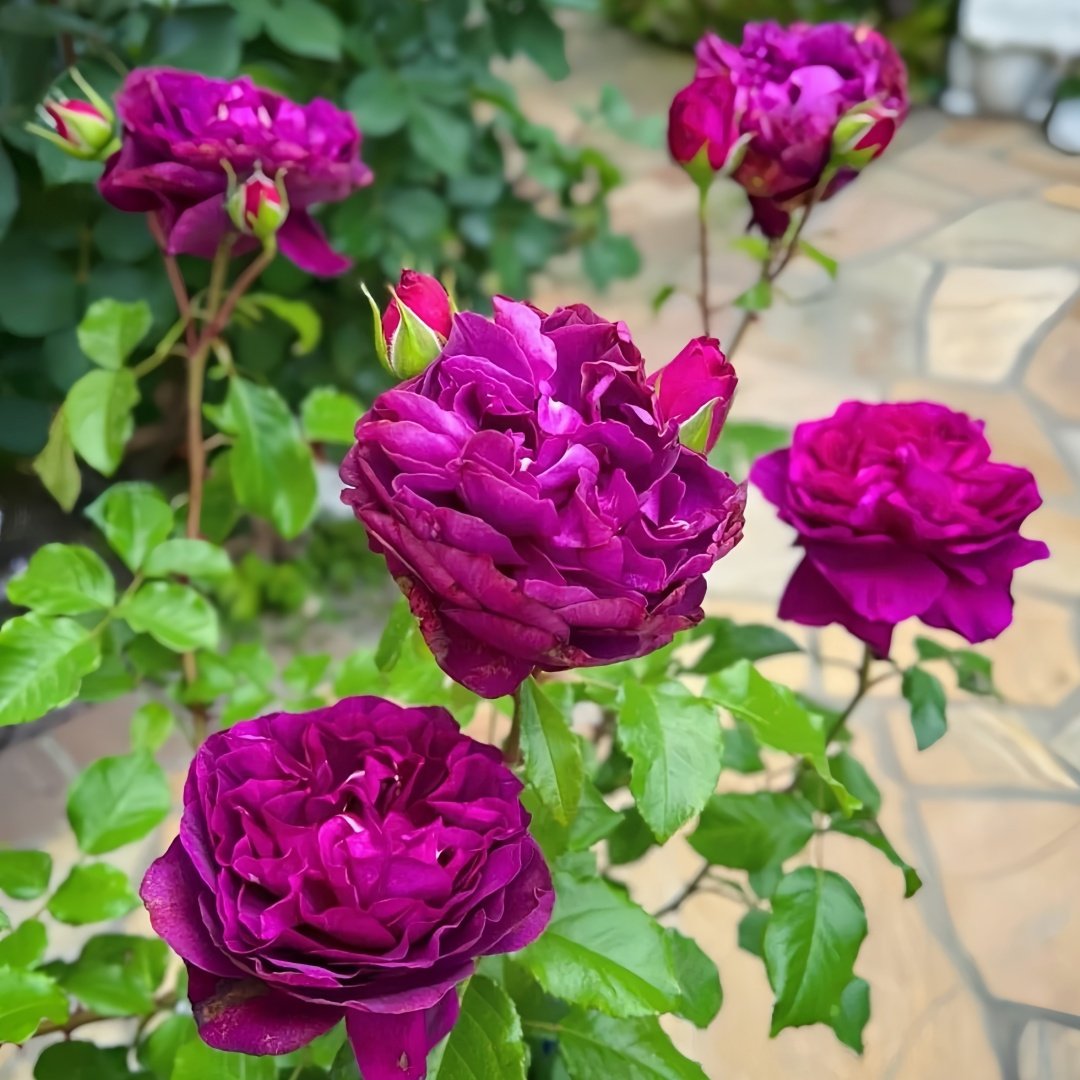 Le Temps Des Cerises Rose Plant|樱桃时节 image 8