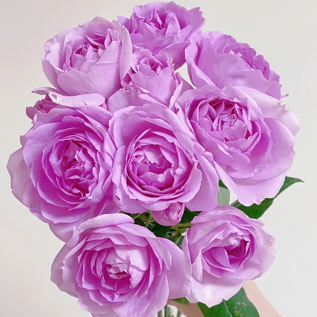Yumeka Rose Plant｜梦香 image 0