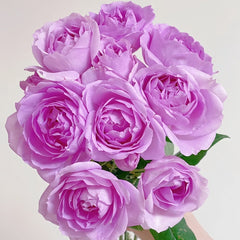 Yumeka Rose Plant｜梦香 image 0