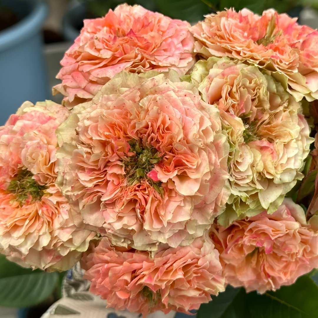Country Spirit Louise Rose Plant｜乡村路易斯 image 4
