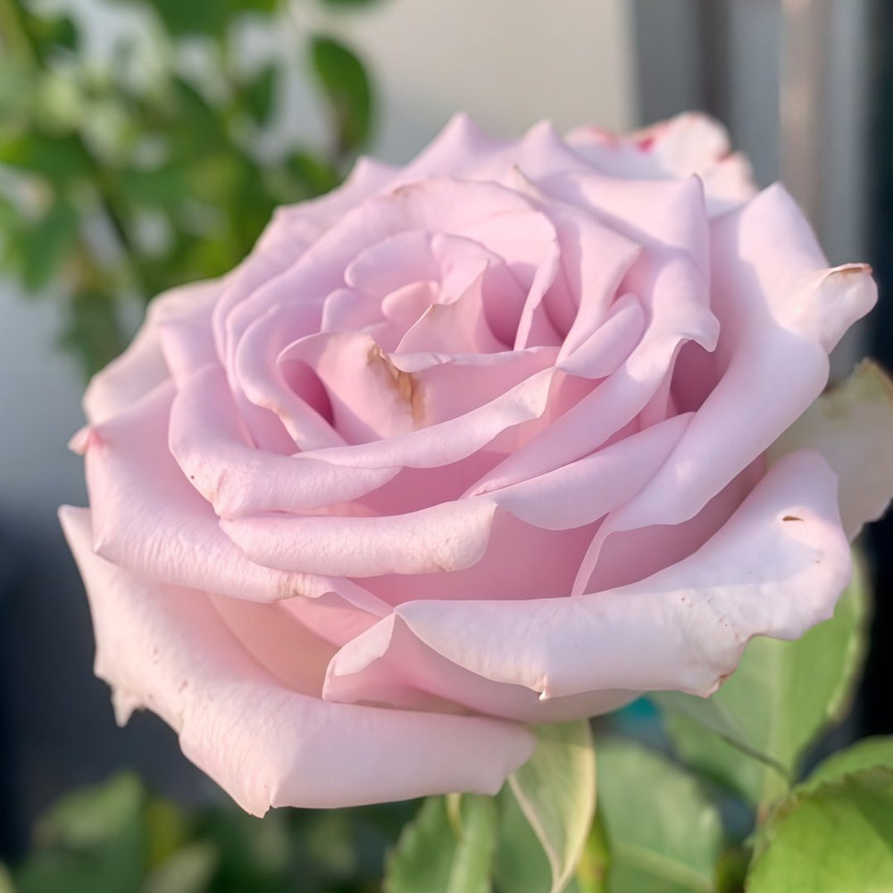 Vanquish Rose Plant｜征服 image 4