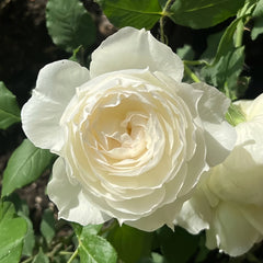 Shizuku Rose Plant|心之水滴 image 3