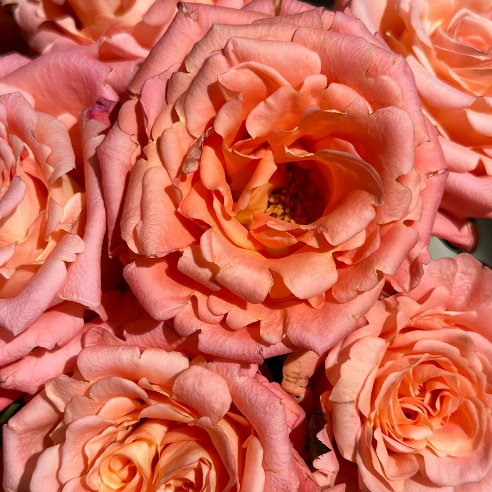 Yanluo Rose Plant|烟罗 image 7