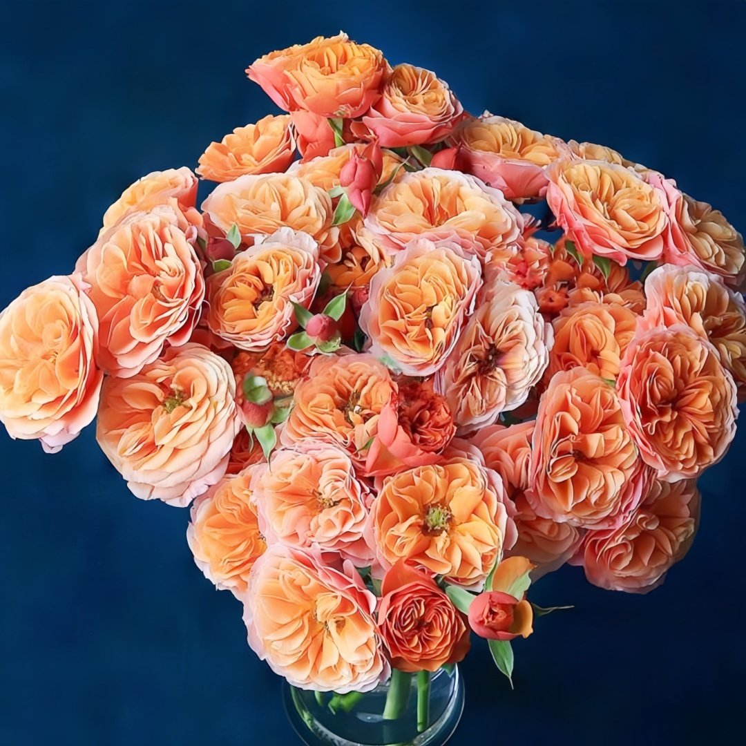 South Park Rose Plant｜南方公园 image 7