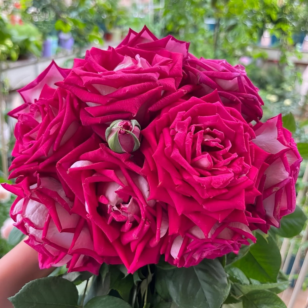 Monica Bellucci Rose Plant｜莫妮卡贝鲁奇 image 9
