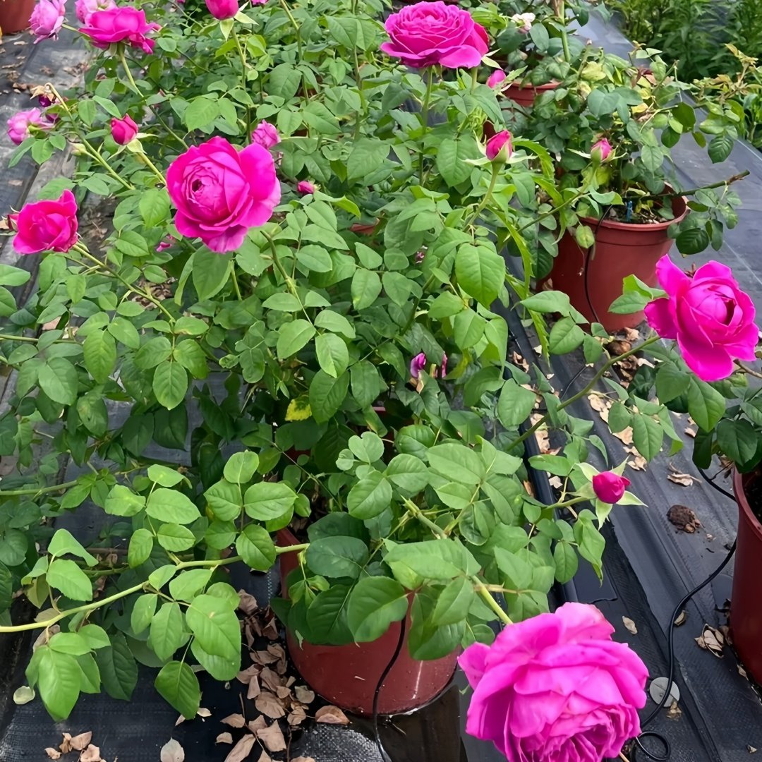 M-Nostalgic Elegance Rose Plant｜怀旧优雅 image 9