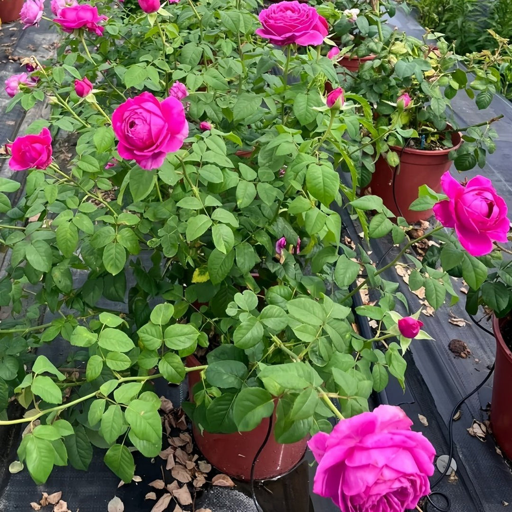 M-Nostalgic Elegance Rose Plant｜怀旧优雅 image 9