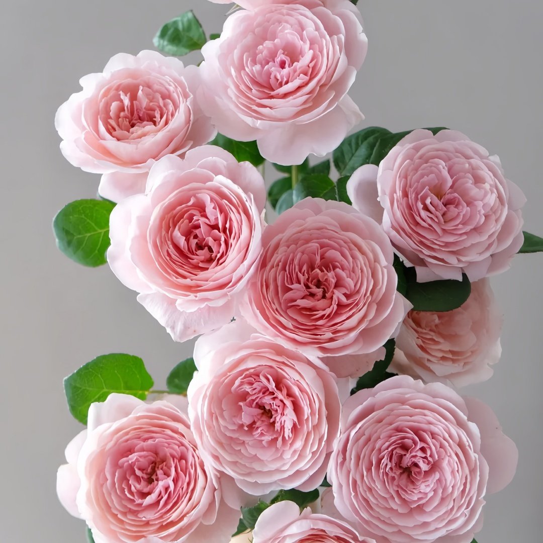 Queen of Sweden Rose Plant｜瑞典女王 image 0