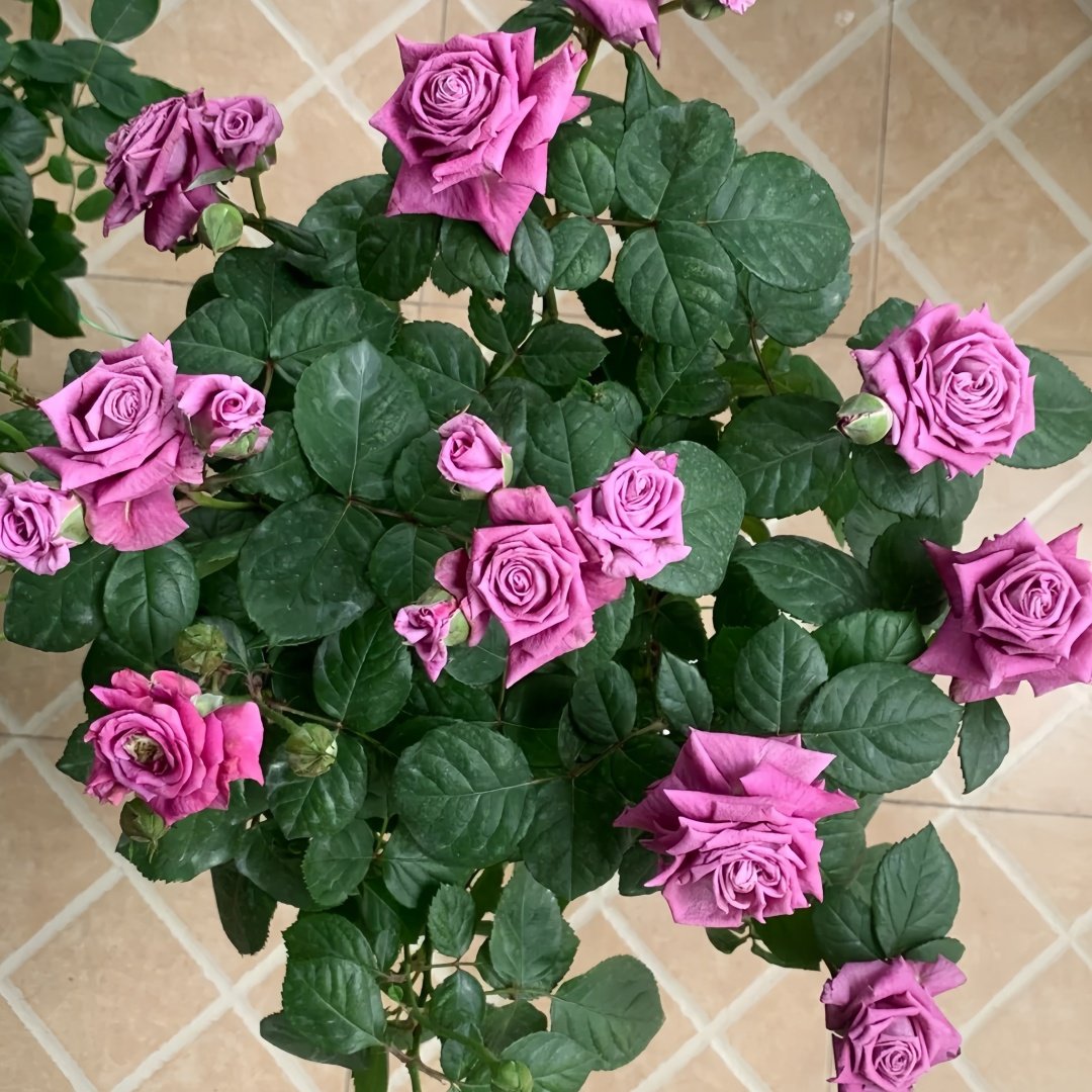 Pluto King Terrazza Rose Plant| 冥王星阳台 image 9