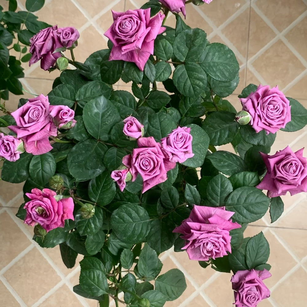 Pluto King Terrazza Rose Plant| 冥王星阳台 image 9