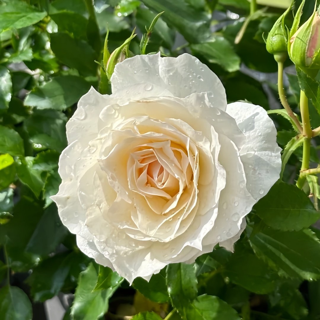 Ice Cream Balcony Rose Plant|冰淇淋阳台 image 1