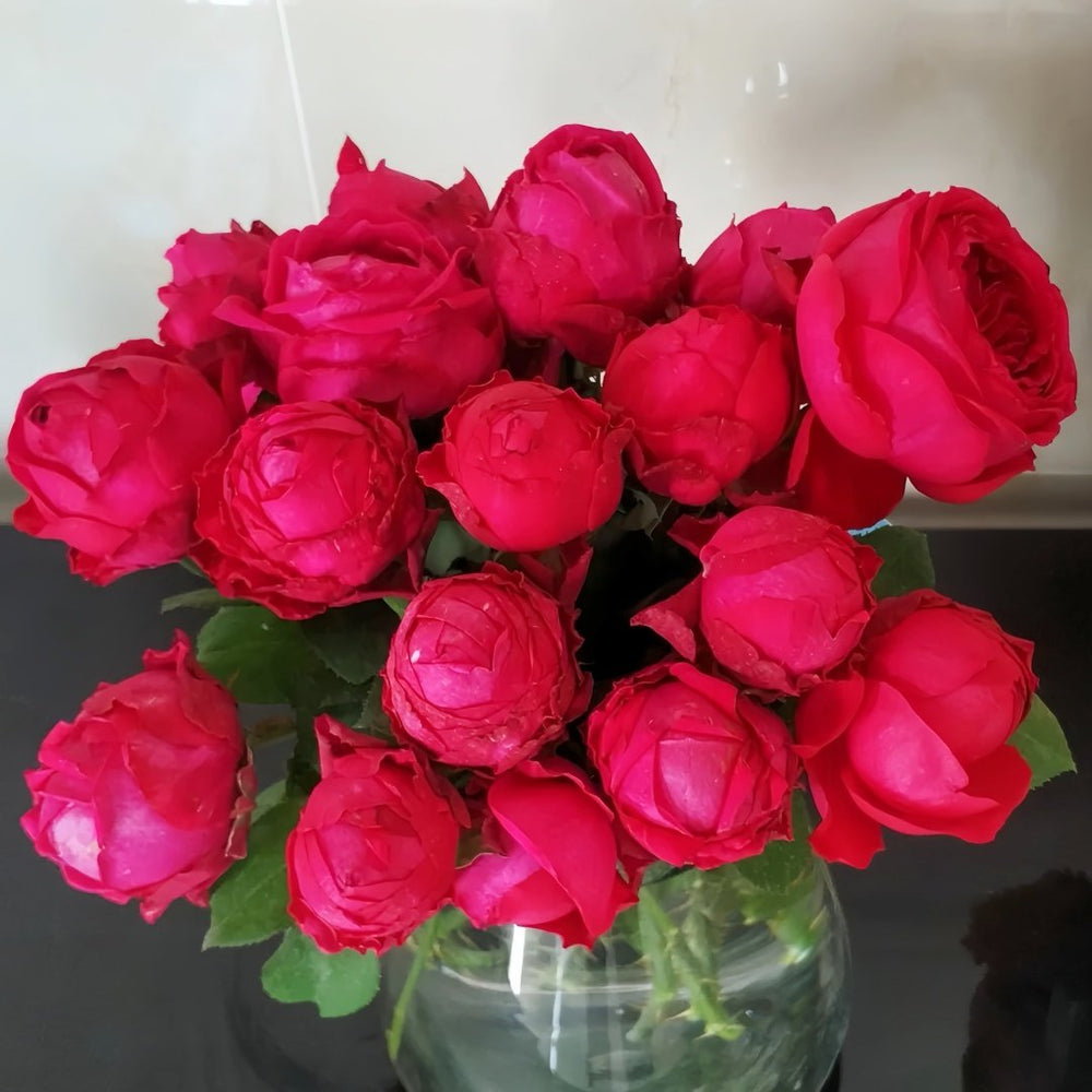 Pas de deux Rose Plant|双人芭蕾 image 7