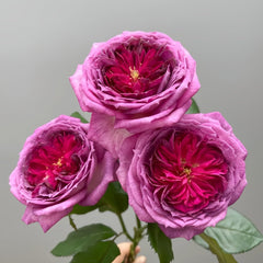 Thierry Marx Rose Plant｜蓝莓蛋糕 image 2