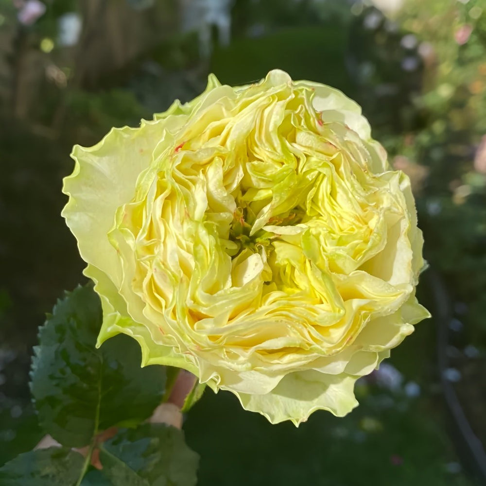 Solsbury Hill Rose Plant|索尔斯伯里山 image 1