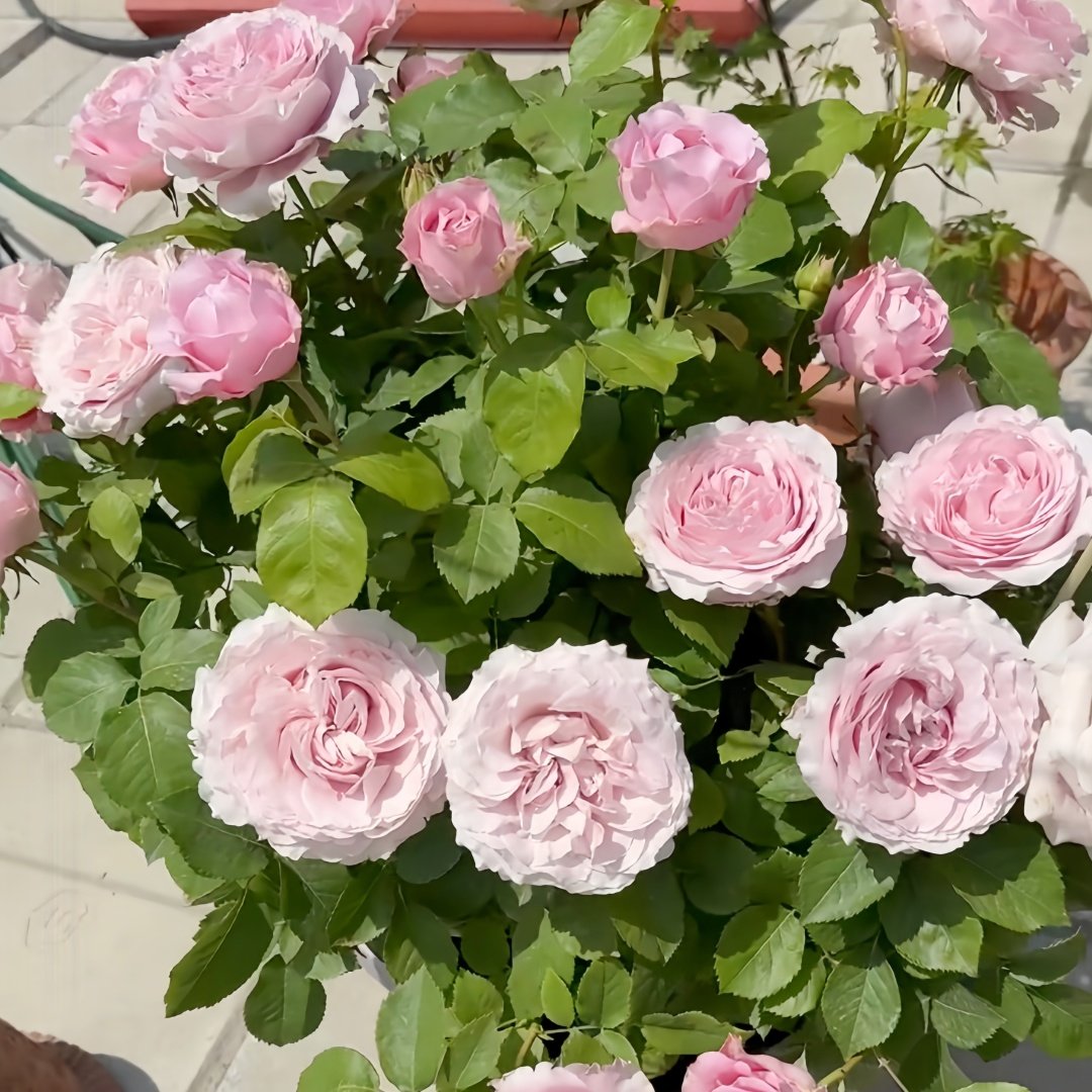 All four boughet Rose Plant｜四花 image 6