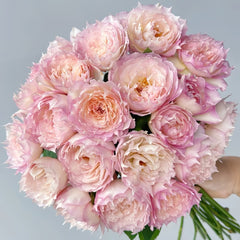 Jade Bowl Lace Rose Plant|玉碗纱 image 0