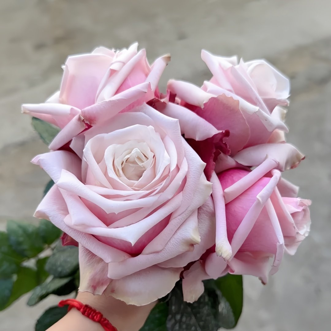 Lady Raphaela Rose Plant｜珍珠项链 image 4