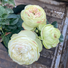 Victorian Summer Rose Plant|维多利亚夏天 image 1
