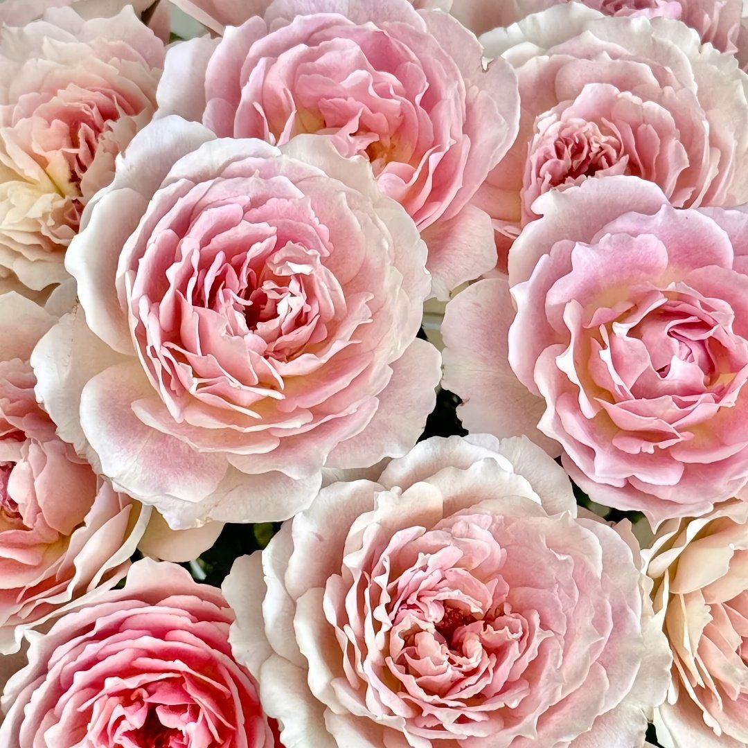 Sucre Rose Plant|砂糖 image 1