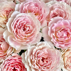 Sucre Rose Plant|砂糖 image 1